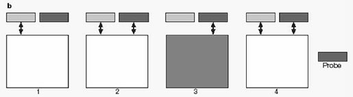 Иллюстрация к книге — Нейропсихологический анализ патологии мозолистого тела [i_005.jpg]