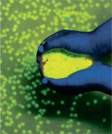 Иллюстрация к книге — Дома весело! Развивающие игры для самых маленьких [i_173.jpg]