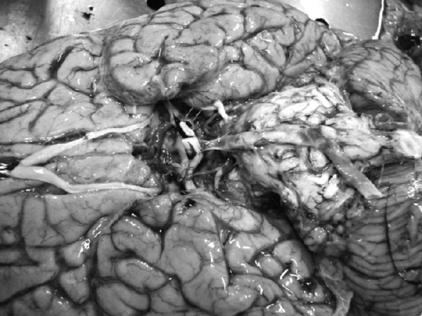 Иллюстрация к книге — Маломобильный пациент [i_003.jpg]