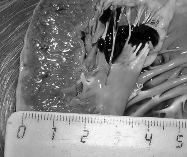 Иллюстрация к книге — Маломобильный пациент [i_005.jpg]