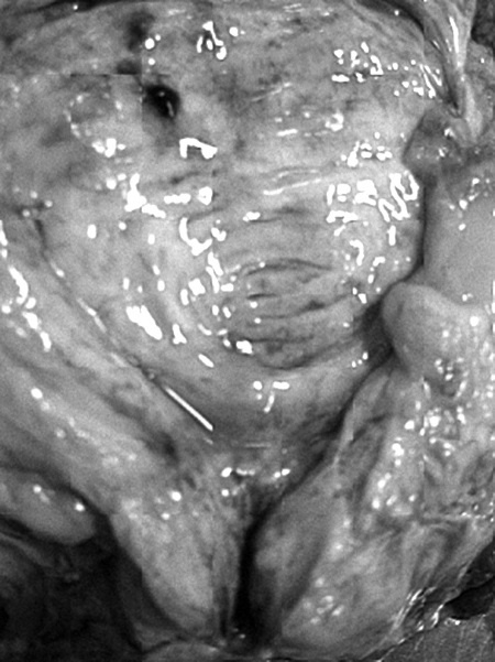 Иллюстрация к книге — Маломобильный пациент [i_008.jpg]