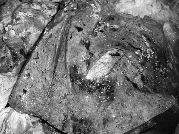 Иллюстрация к книге — Маломобильный пациент [i_040.jpg]