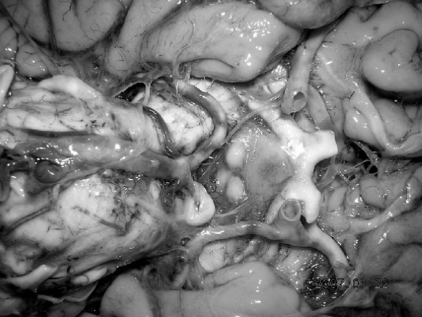 Иллюстрация к книге — Маломобильный пациент [i_042.jpg]