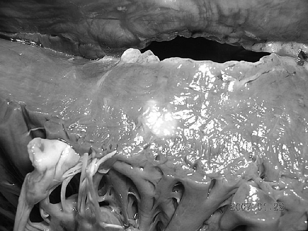 Иллюстрация к книге — Маломобильный пациент [i_043.jpg]