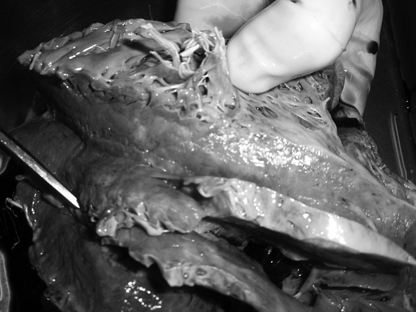 Иллюстрация к книге — Маломобильный пациент [i_049.jpg]