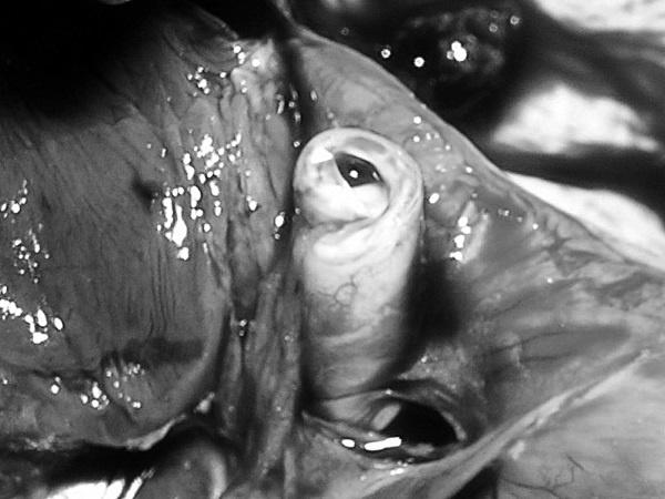 Иллюстрация к книге — Маломобильный пациент [i_050.jpg]