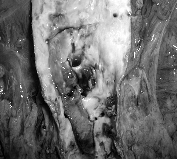 Иллюстрация к книге — Маломобильный пациент [i_053.jpg]