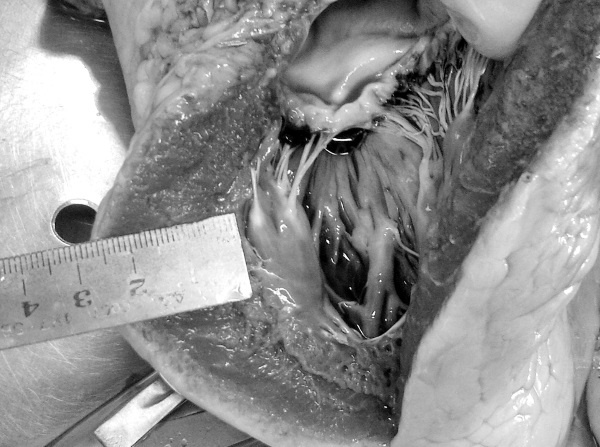 Иллюстрация к книге — Маломобильный пациент [i_056.jpg]