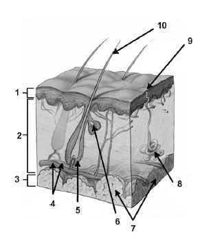 Иллюстрация к книге — Глина лечит. Артрит и артроз, остеохондроз, ушибы и ожоги, волосы и кожу [i_014.jpg]