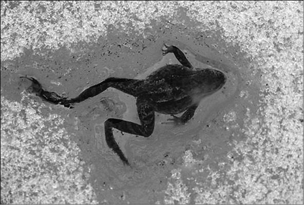 Иллюстрация к книге — 100 великих тайн медицины [i_033.jpg]