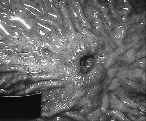 Иллюстрация к книге — 100 великих тайн медицины [i_053.jpg]