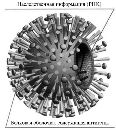 Иллюстрация к книге — 100 великих тайн медицины [i_055.jpg]