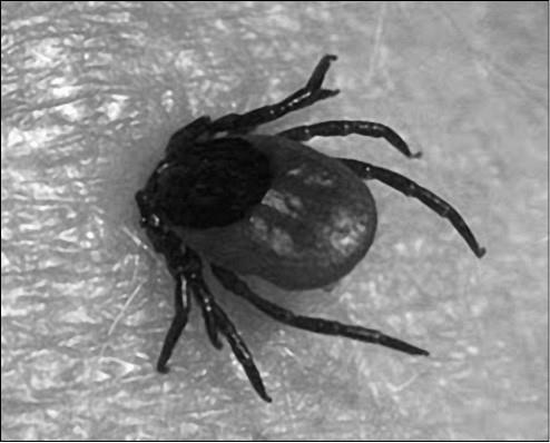 Иллюстрация к книге — 100 великих тайн медицины [i_057.jpg]