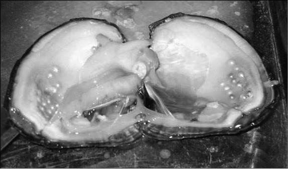 Иллюстрация к книге — 100 великих тайн медицины [i_086.jpg]