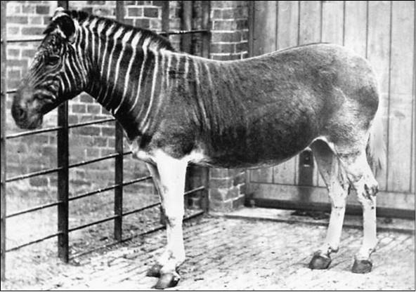 Иллюстрация к книге — 100 великих тайн медицины [i_094.jpg]