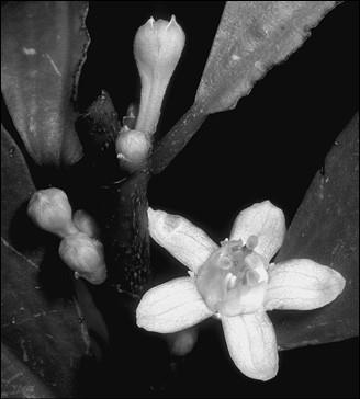 Иллюстрация к книге — 100 великих курьезов истории [i_006.jpg]