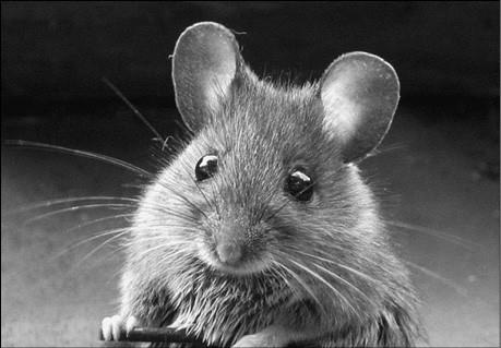 Иллюстрация к книге — 100 великих курьезов истории [i_033.jpg]