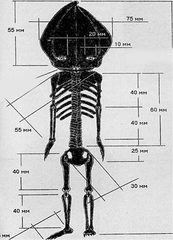 Иллюстрация к книге — 100 великих загадок современности [i_081.jpg]