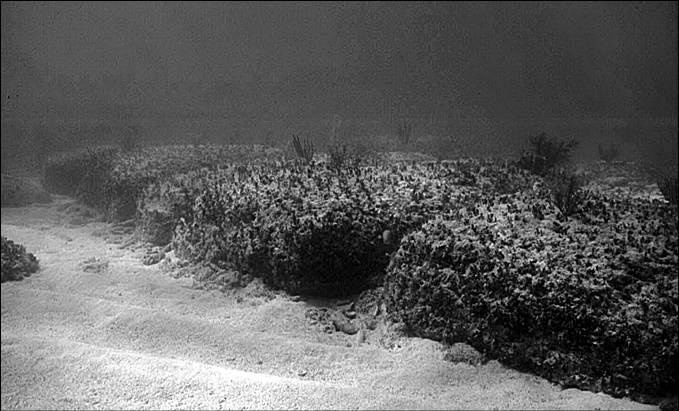 Иллюстрация к книге — 100 великих тайн океана [_39.jpg]