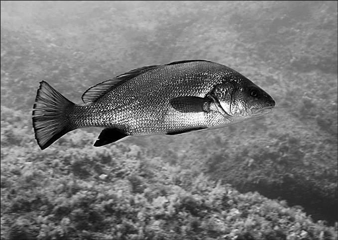 Иллюстрация к книге — 100 великих тайн океана [_46.jpg]