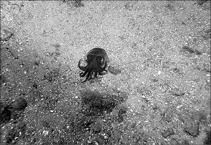 Иллюстрация к книге — 100 великих тайн океана [_47.jpg]