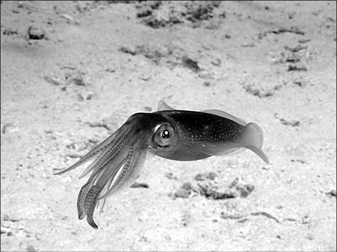 Иллюстрация к книге — 100 великих тайн океана [_50.jpg]