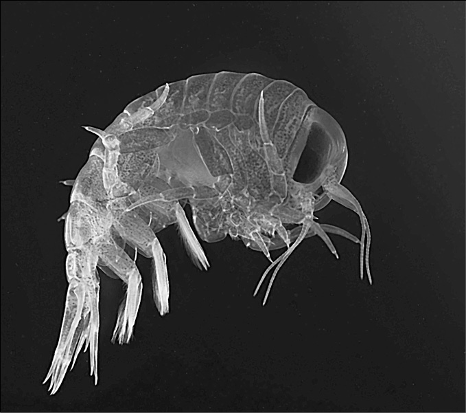 Иллюстрация к книге — 100 великих тайн океана [_51.jpg]