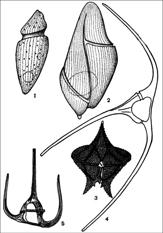 Иллюстрация к книге — 100 великих тайн океана [_53.jpg]