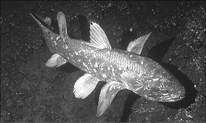 Иллюстрация к книге — 100 великих тайн океана [_54.jpg]