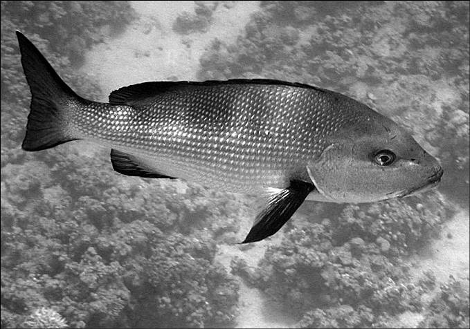 Иллюстрация к книге — 100 великих тайн океана [_56.jpg]