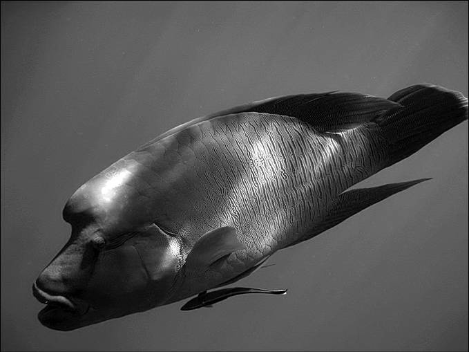 Иллюстрация к книге — 100 великих тайн океана [_57.jpg]