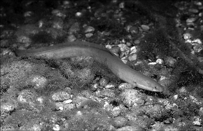 Иллюстрация к книге — 100 великих тайн океана [_59.jpg]