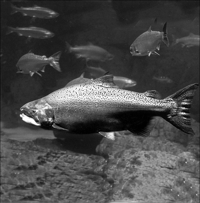 Иллюстрация к книге — 100 великих тайн океана [_60.jpg]