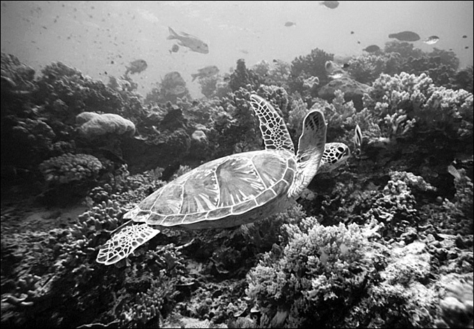 Иллюстрация к книге — 100 великих тайн океана [_61.jpg]