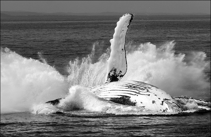 Иллюстрация к книге — 100 великих тайн океана [_64.jpg]