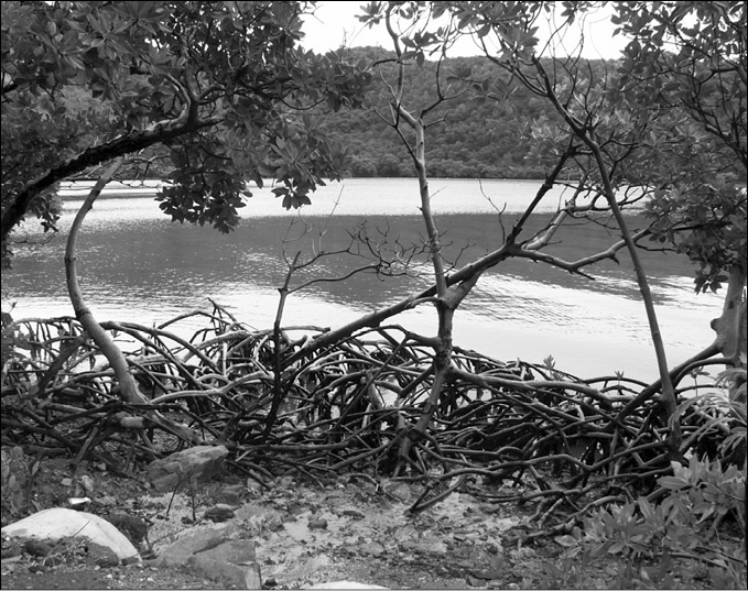 Иллюстрация к книге — 100 великих тайн океана [_67.jpg]