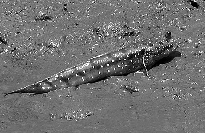 Иллюстрация к книге — 100 великих тайн океана [_68.jpg]