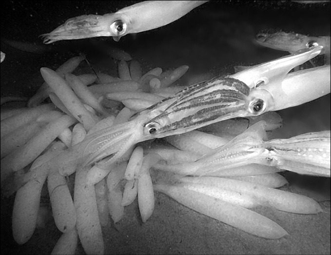 Иллюстрация к книге — 100 великих тайн океана [_71.jpg]