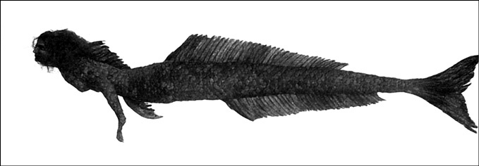 Иллюстрация к книге — 100 великих тайн океана [_76.jpg]