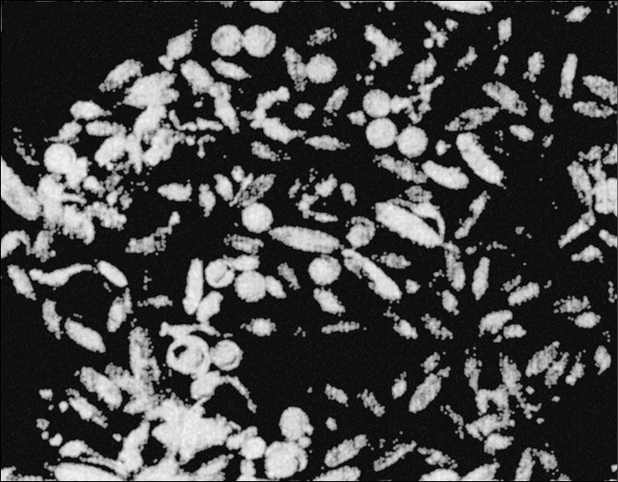 Иллюстрация к книге — 100 великих тайн океана [_93.jpg]