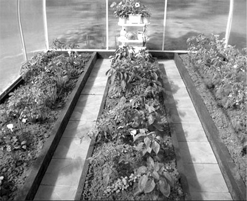 Иллюстрация к книге — Секреты раннего урожая. Все о парниках, теплицах и подготовке семян [i_024.jpg]