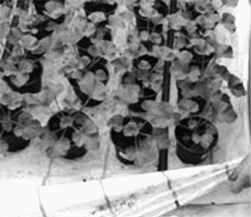 Иллюстрация к книге — Секреты раннего урожая. Все о парниках, теплицах и подготовке семян [i_030.jpg]