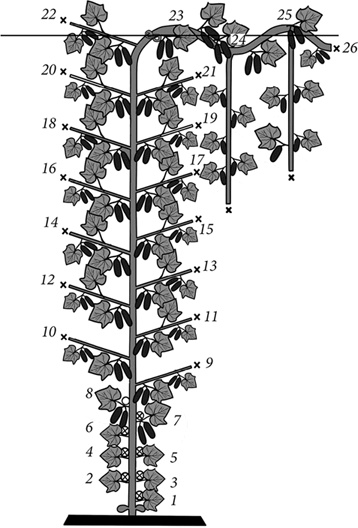 Иллюстрация к книге — Секреты раннего урожая. Все о парниках, теплицах и подготовке семян [i_094.jpg]