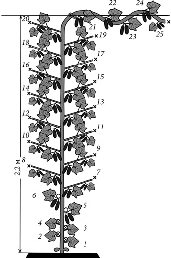 Иллюстрация к книге — Секреты раннего урожая. Все о парниках, теплицах и подготовке семян [i_095.jpg]