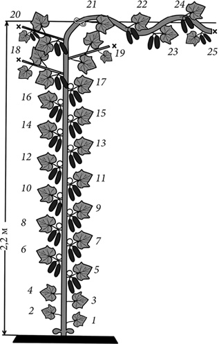 Иллюстрация к книге — Секреты раннего урожая. Все о парниках, теплицах и подготовке семян [i_096.jpg]
