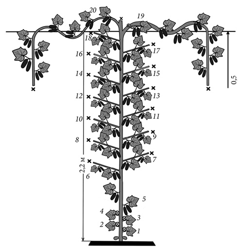 Иллюстрация к книге — Секреты раннего урожая. Все о парниках, теплицах и подготовке семян [i_097.jpg]