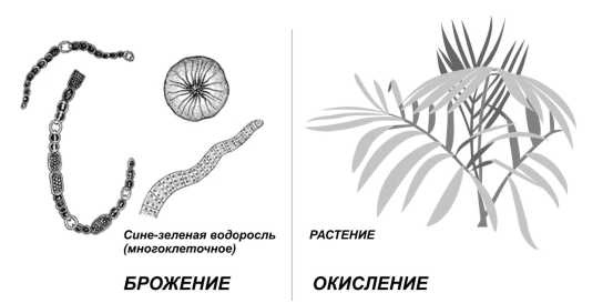 Иллюстрация к книге — Парадоксальное дыхание для начинающих [i_018.jpg]