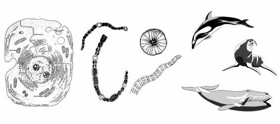 Иллюстрация к книге — Парадоксальное дыхание для начинающих [i_023.jpg]