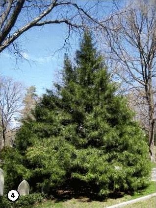 Иллюстрация к книге — История леса. Взгляд из Германии [i_004.jpg]