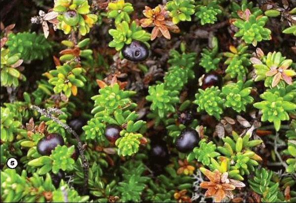 Иллюстрация к книге — История леса. Взгляд из Германии [i_005.jpg]